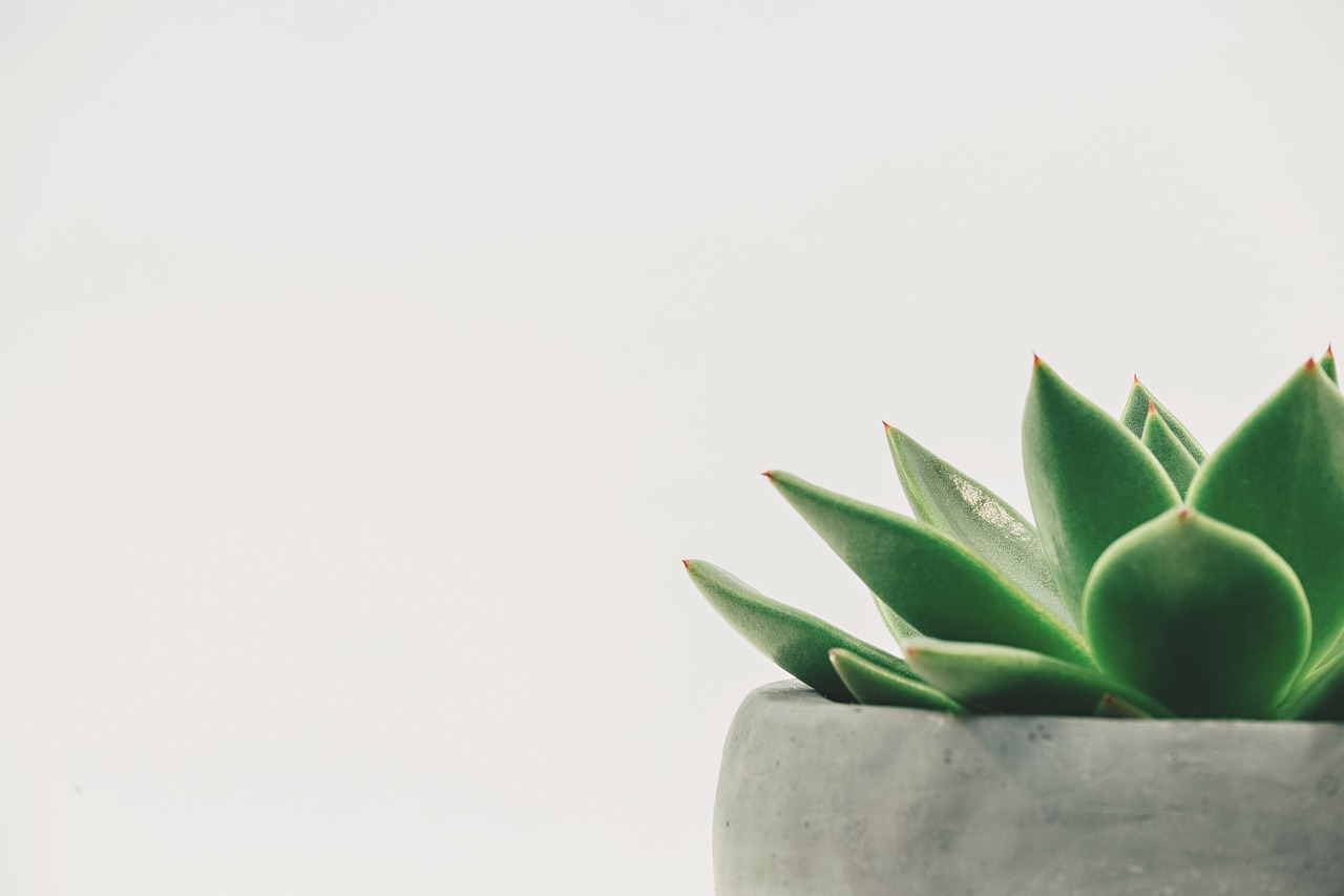 Groene kamerplant met grote, zuurstofrijke bladeren. Groene kamerplant met grote, zuurstofrijke bladeren.