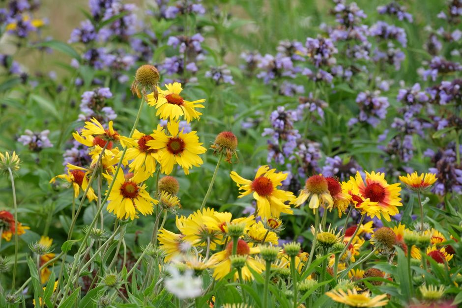 Eco-vriendelijke tuin vol kleur en leven.