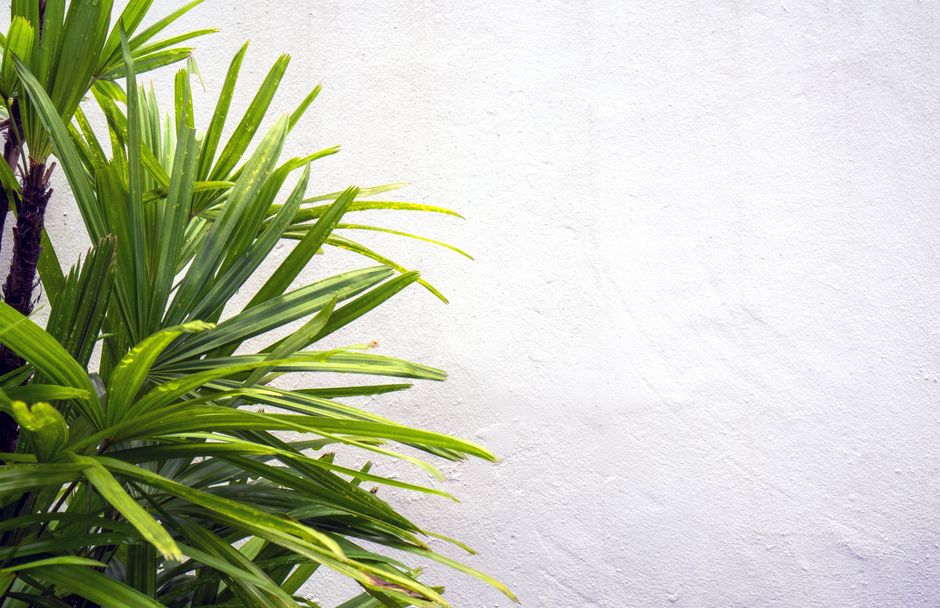 Planten en schelpen voor een zomerse woonkamer. Planten en schelpen voor een zomerse woonkamer.
