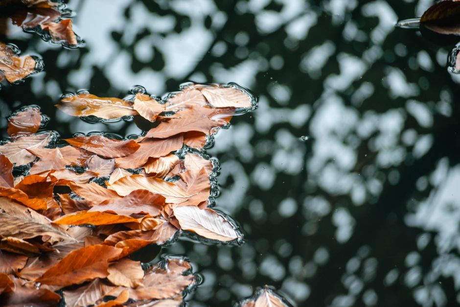Plant herfstbollen voor eco-vriendelijke lentetuin.