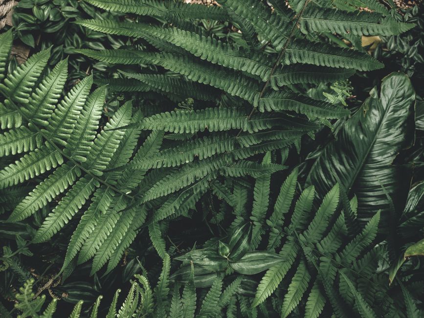 Herfsttuin met groene muggenwerende planten