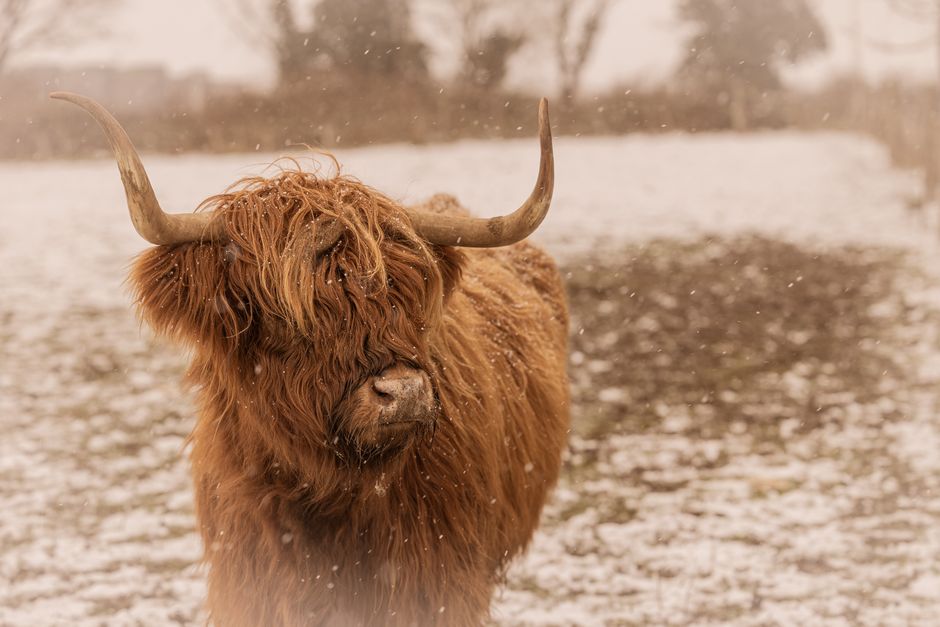 Herfstig landschap met grazende Hooglanders. Herfstig landschap met grazende Hooglanders.